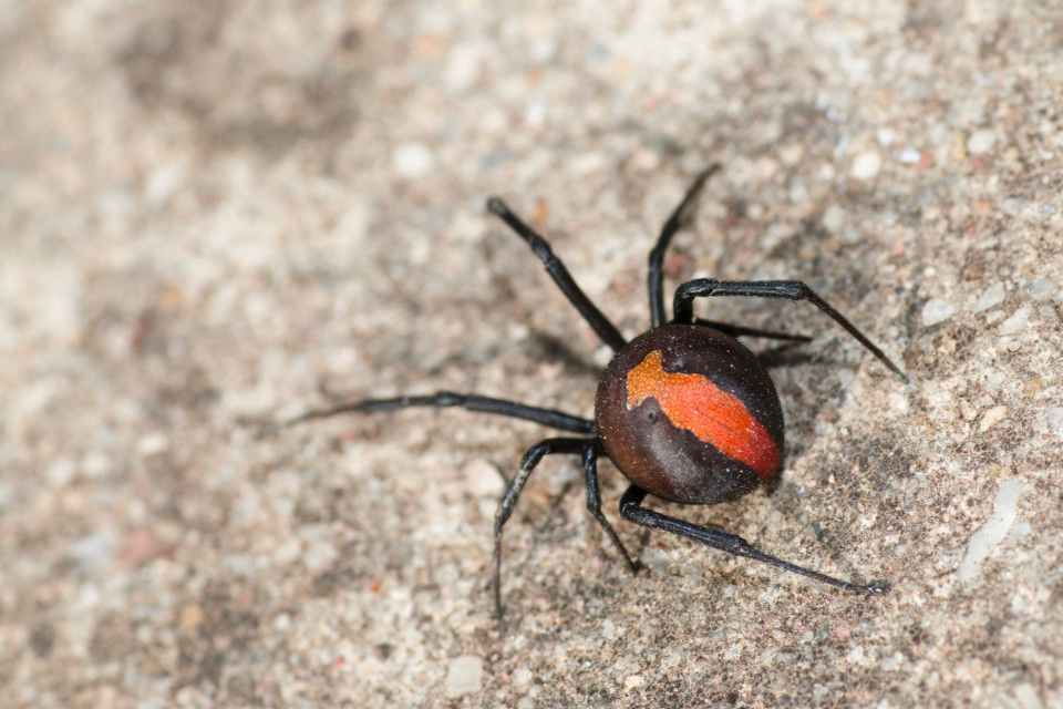 australian-redback-spider-s1c