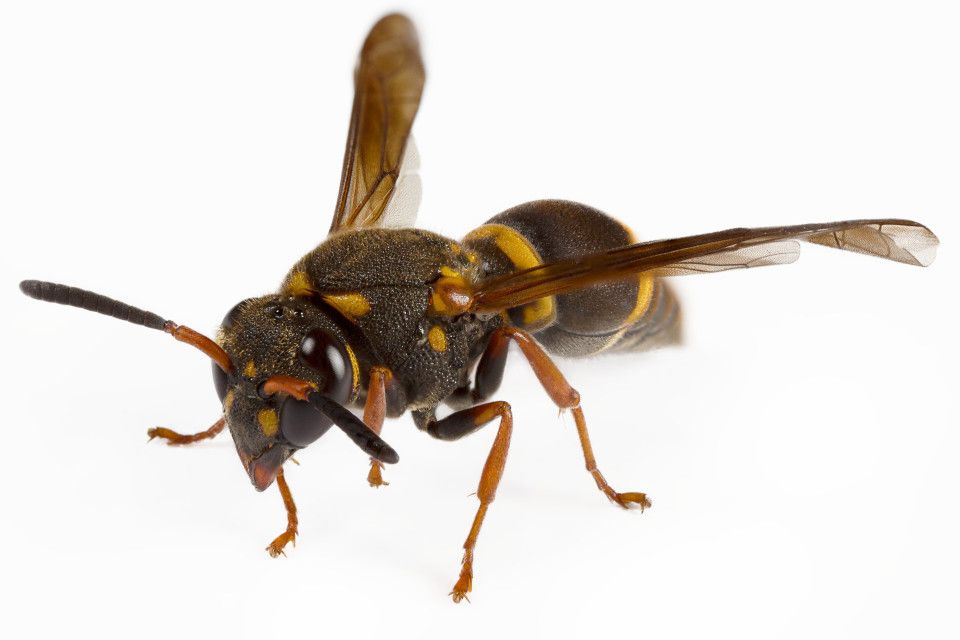 pest-contol-wasps-s1c
