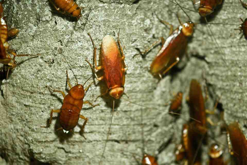 pest-control-cockroaches-s1c