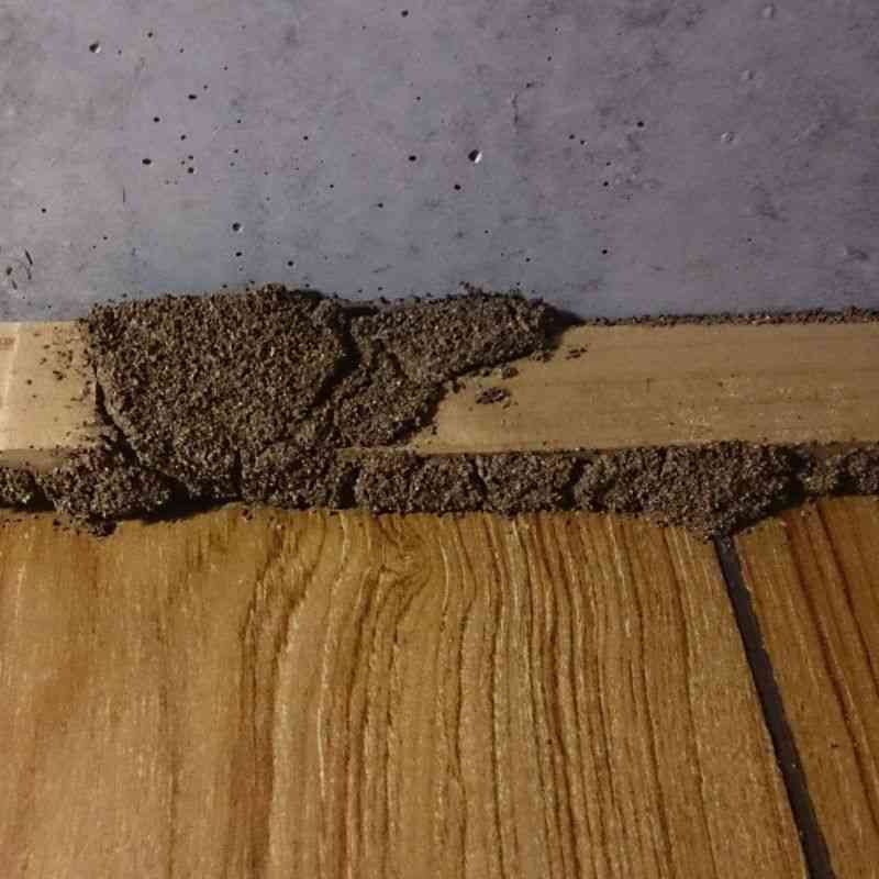 pestcall-active-termite-internal wall-cavity-c
