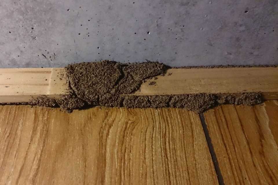 pestcall-active-termite-internal wall-cavity-s1c