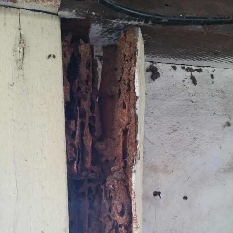 pestcall-termite-damage-timber-front-door-area-c