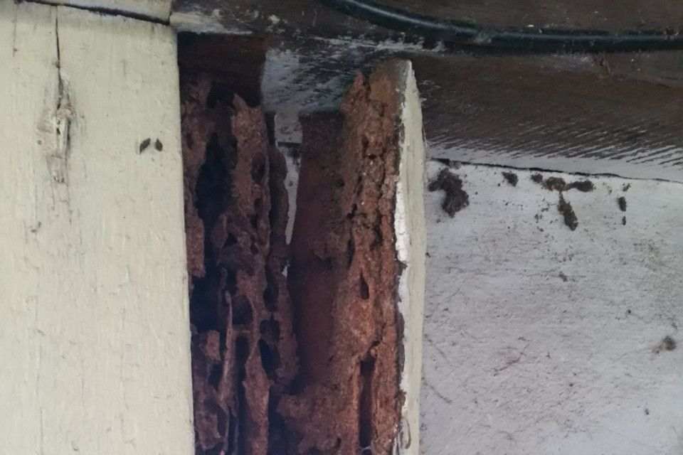 pestcall-termite-damage-timber-front-door-area-s1c