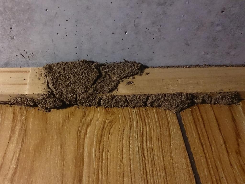 pestcall-active-termite-internal-wall-cavity-gc