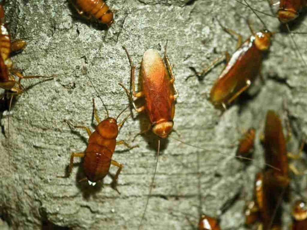 pestcall-pest-control-cockroaches-gc